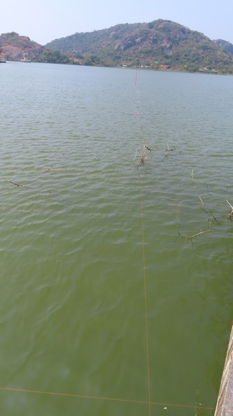 Fishing line going out a long way into the lake with furthermost stick at the end.