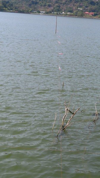 In this shot you can see the furthermost guide stick better,