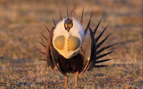 Sage_Grouse.JPG