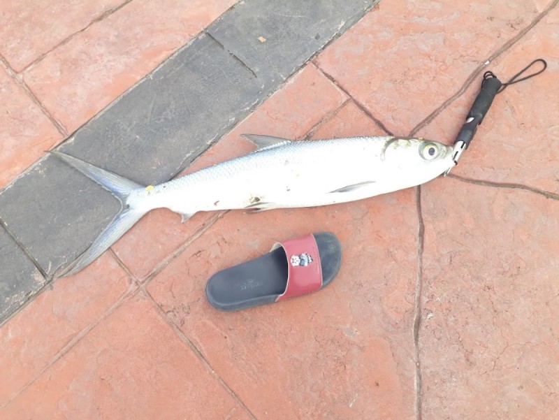 Fish.jpg