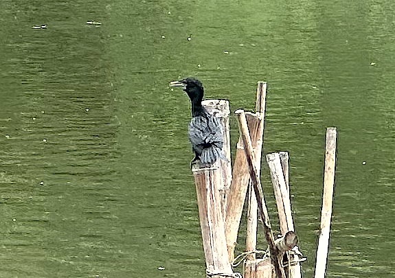 bird.jpg