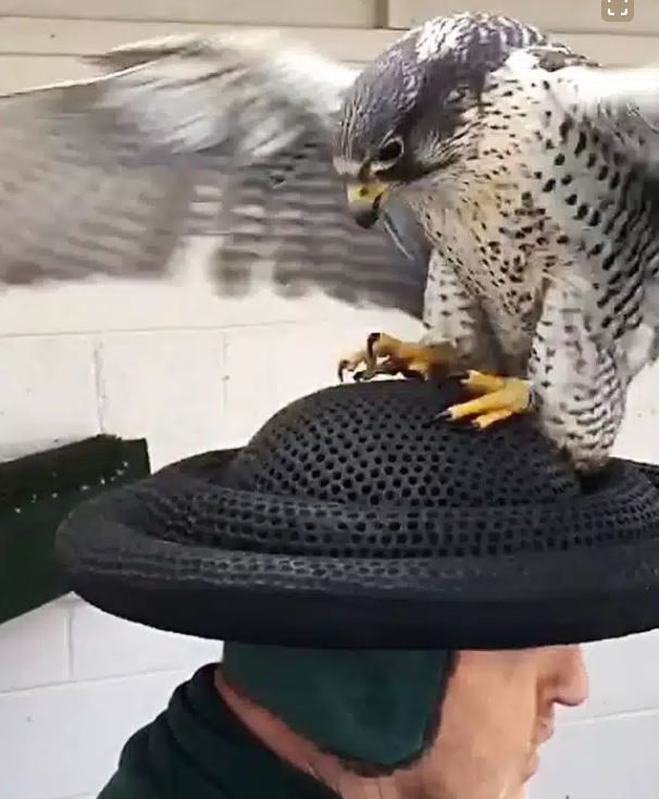 HAT.JPG