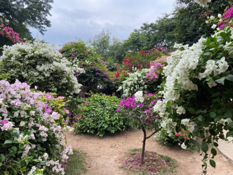 garden.jpg