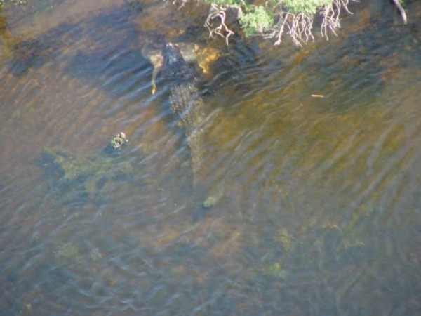 Gator 2.jpg