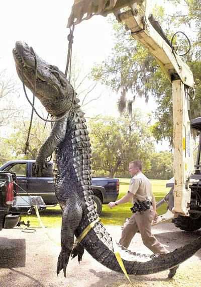 Gator1.jpg