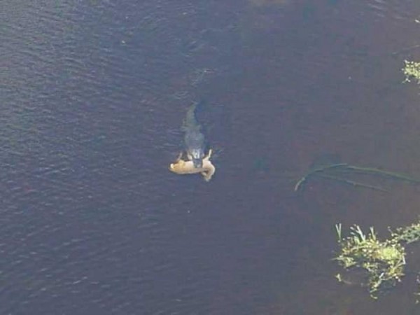Gator3.jpg