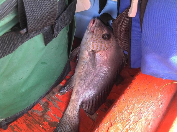 fish.jpg