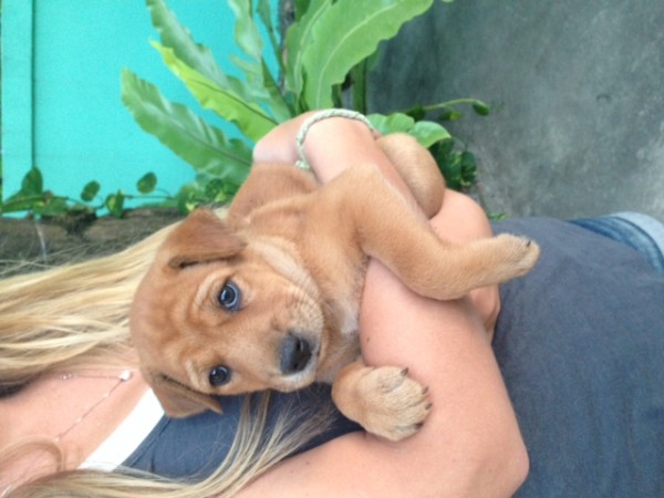 puppy 3.jpeg